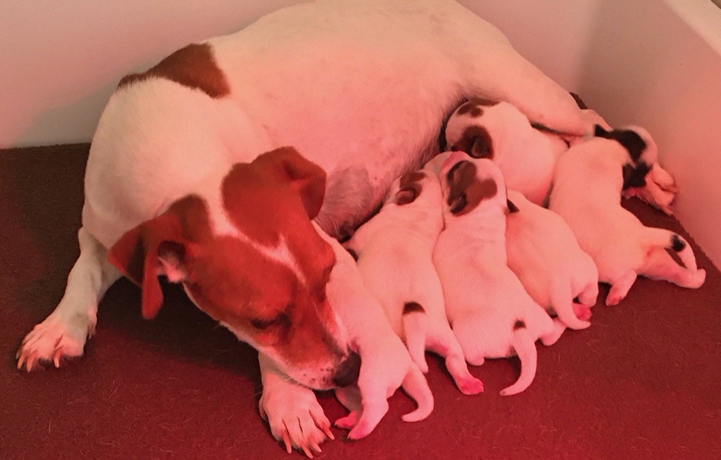 Chiot Jack Russell Terrier De la plaine des oliviers